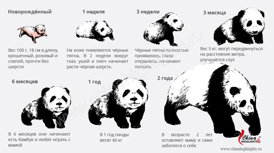 Детёныш панды